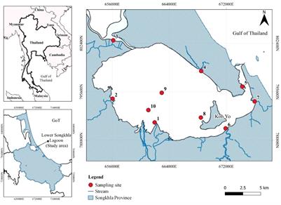 Microplastics and heavy metals in the sediment of Songkhla Lagoon: distribution and risk assessment